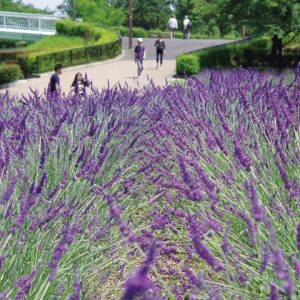 荒子川公園