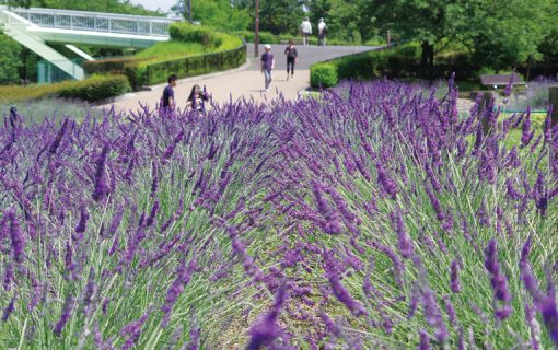 荒子川公園