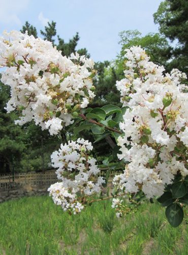 鶴舞公園のサルスベリ